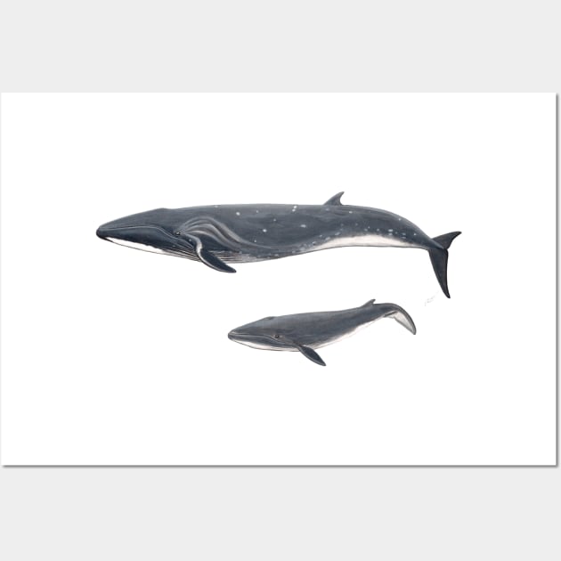 Sei whale Wall Art by chloeyzoard